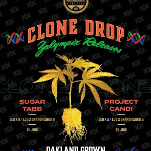 Cannabis clones for sale